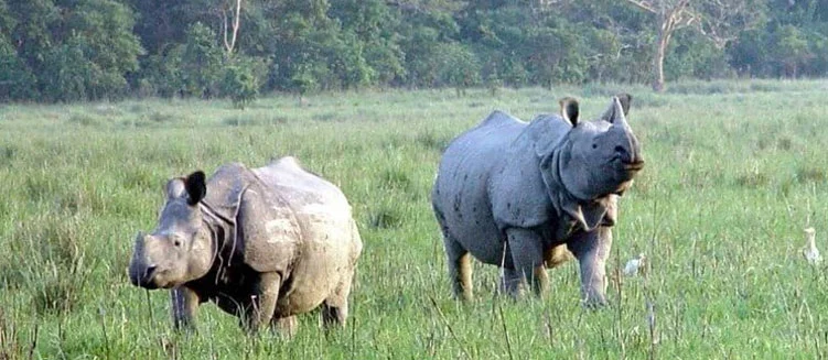 Assam Guwahati Kaziranga Tour Package - 6 Days / 5 Nights