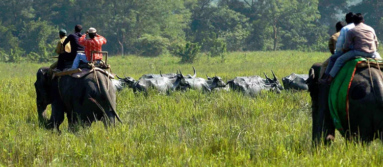 Assam Kaziranga Guwahati Tour Package - 7 Days / 6 Nights