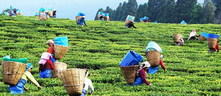 Assam Short Tour Package - 2 Days / 1 Night