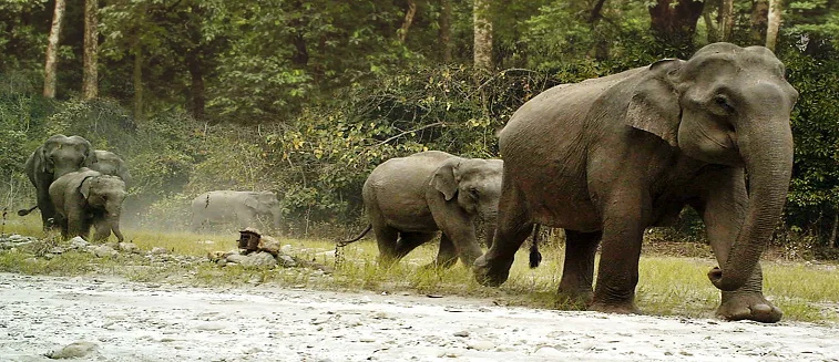 Bhutan Wildlife Tour Package - 8 Days / 7 Nights
