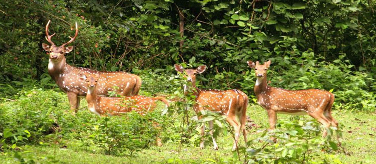 Guwahati Shillong Cherrapunji Tour - 5 Days / 4 Nights
