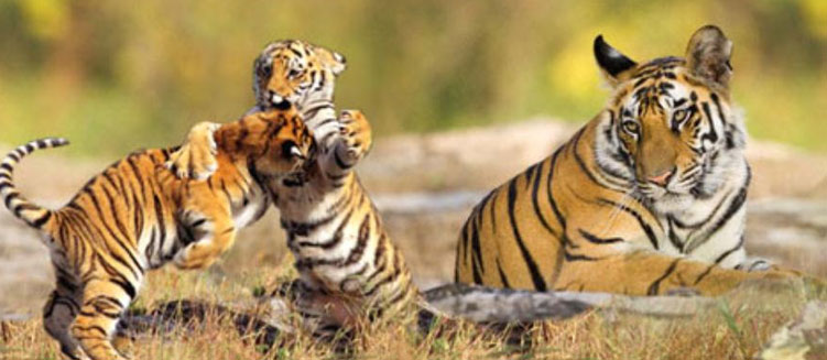 Kaziranga Manas Wildlife Tour Package - 5 Days / 4 Nights