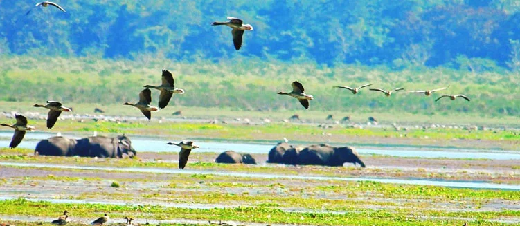 Kaziranga Wildlife Tour Package - 5 Days / 4 Nights