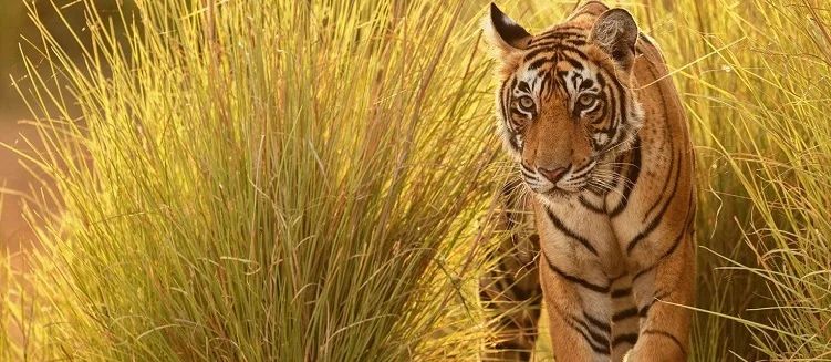 Madhya Pradesh Golden Triangle Tour Package with Wildlife - 10 Days / 9 Nights