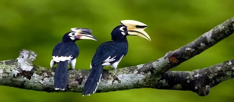 Northeast Bird Watching and Wildlife Tour Package - 6 Days / 5 Nights