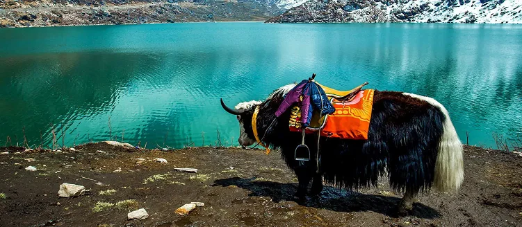 Sikkim Wildlife Tour Package - 8 Days / 7 Nights