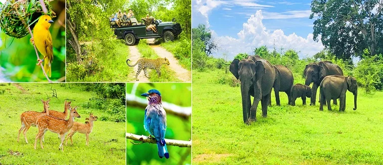 Sri Lanka Wildlife Tour Package - 8 Days / 7 Nights