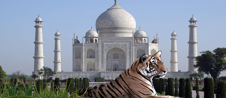 Taj Mahal and Tiger Safari Tour Package - 10 Days / 9 Nights