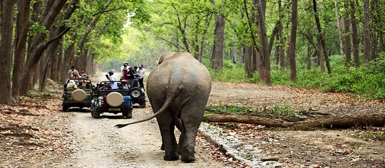 Taj Mahal Tour with Dhikala Corbett Tiger Safari - 4 Days / 3 Nights