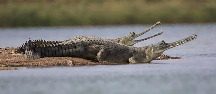 Taj Mahal Tour with Jaipur and Chambal National Park - 9 Days / 8 Nights
