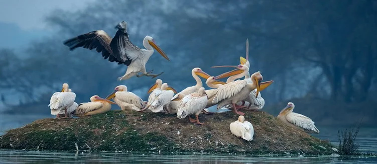 Taj Mahal Tour with Keoladeo National Park - 5 Days / 4 Nights
