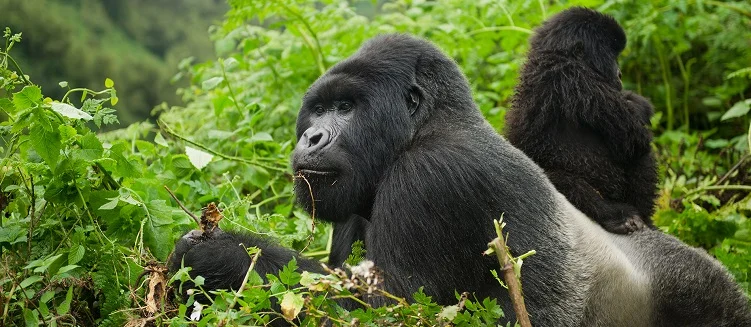 Taj Mahal Tour Package with Gorilla Trekking - 15 Days / 14 Nights