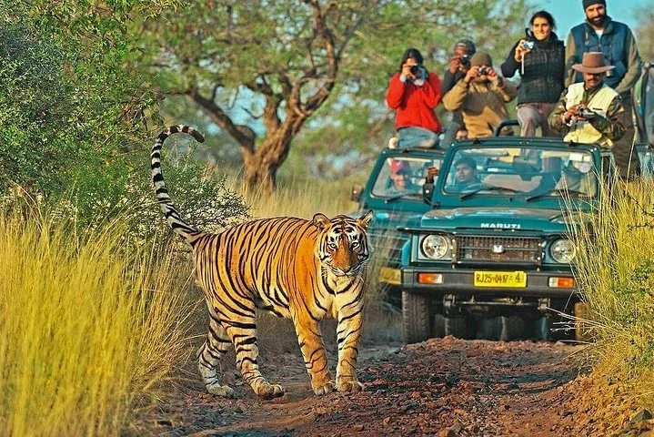 Taj Mahal Tour with Ranthambore National Park - 6 Days / 5 Nights