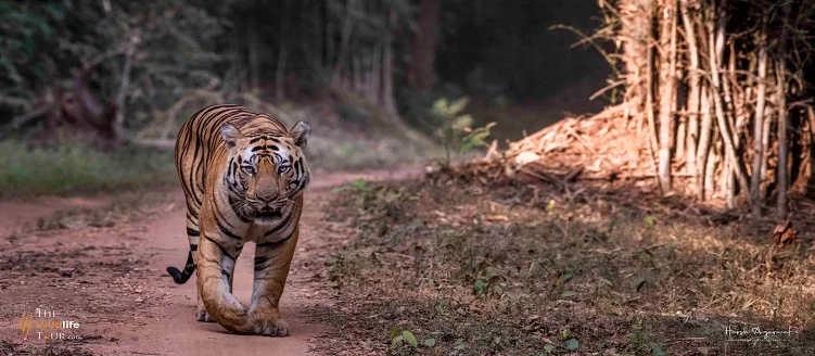 Tiger Safari Photography Tour Package - 5 Days / 4 Nights